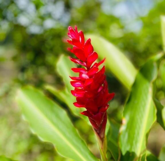 بنسيون Coibahouse