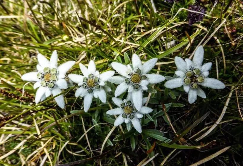 Majatalo Landhaus Alpenrose   Feriendomizile Pichler