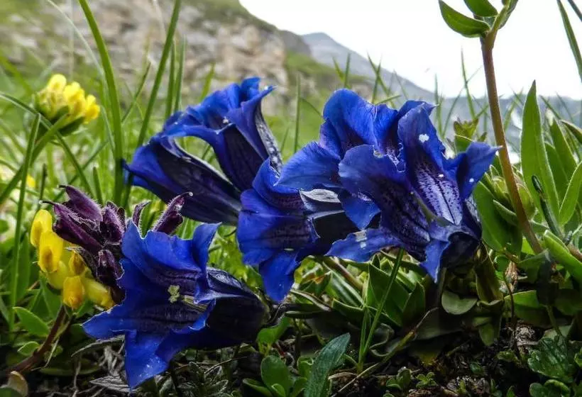 Majatalo Landhaus Alpenrose   Feriendomizile Pichler
