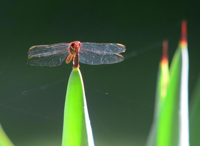 فندق صغير Pousada A Marca Do Faraó