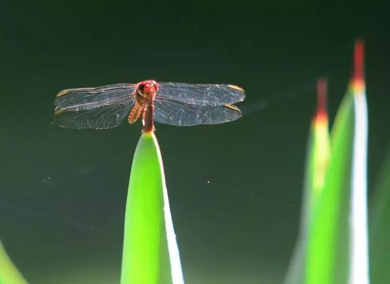 Retkeilymaja Pousada A Marca Do Faraó