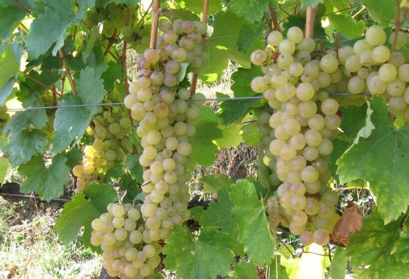 Пансион Paulay Borház és Vendégház