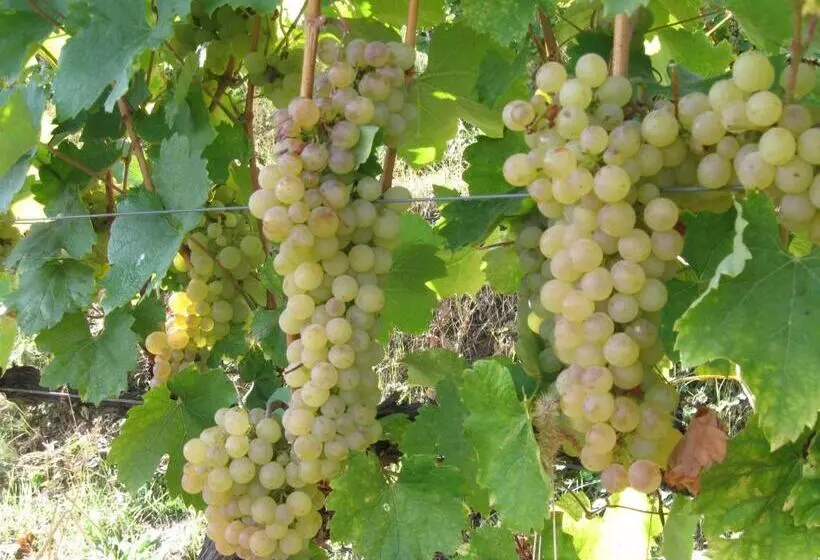 Majatalo Paulay Borház és Vendégház