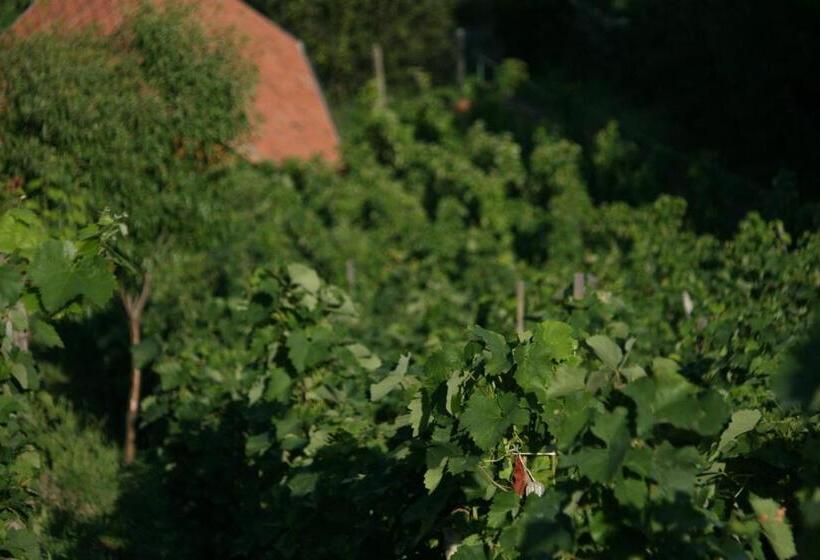 Пансион Paulay Borház és Vendégház