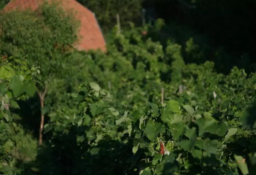 Majatalo Paulay Borház és Vendégház