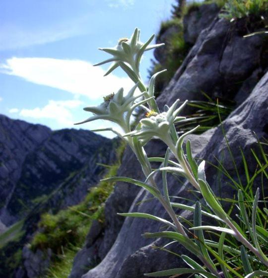 פנסיון Zimmer & Appartements Schwarzenbacher Sonja & Konrad
