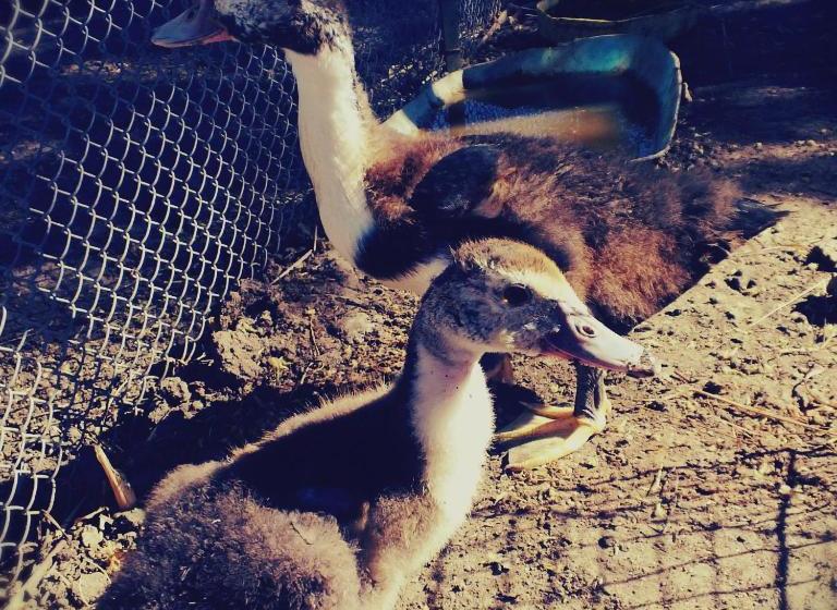 Pueblo Chico Agroturismo