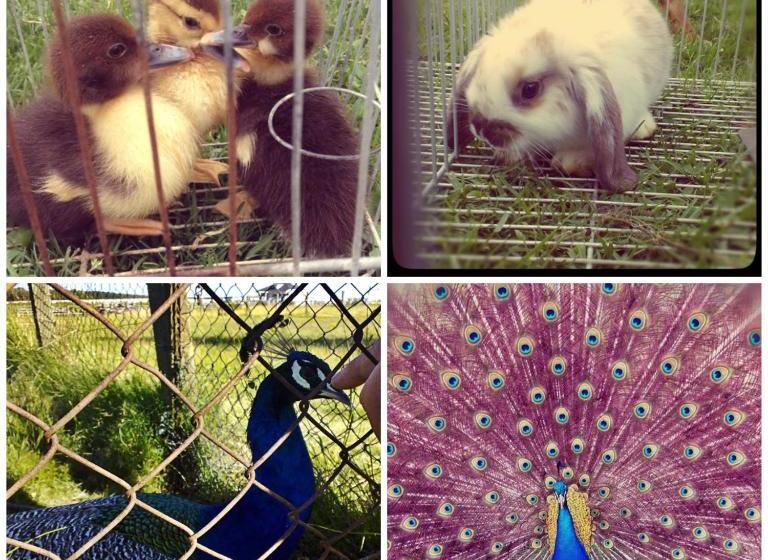 Pueblo Chico Agroturismo