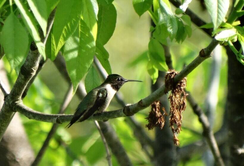 민박 Davie School Inn