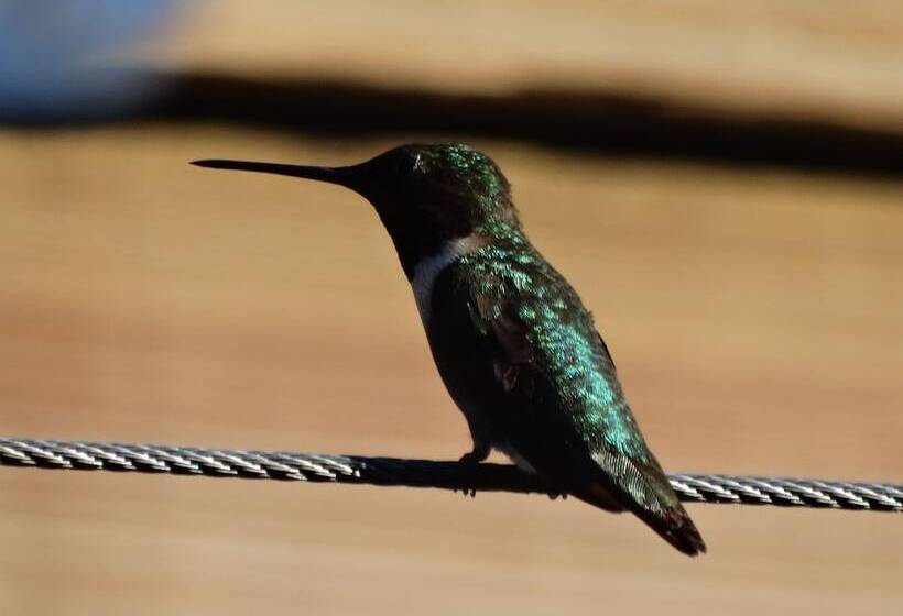 민박 Davie School Inn