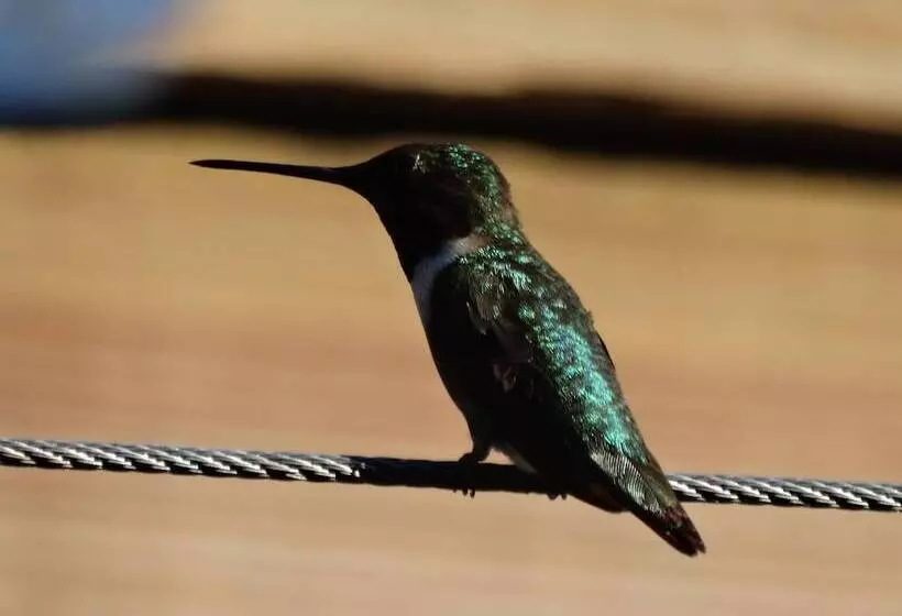 Aamiaismajoitus (B&B) Davie School Inn