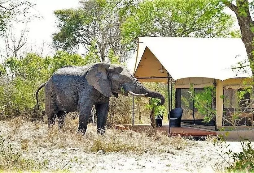ホテル Honeyguide Khoka Moya Camp