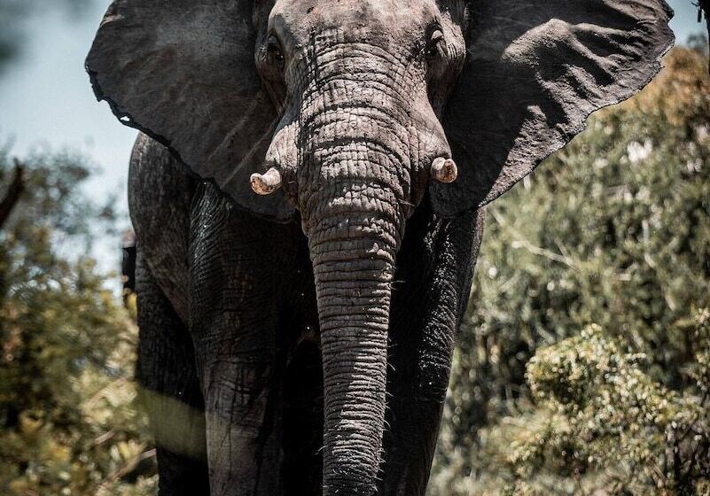 ホテル Honeyguide Khoka Moya Camp