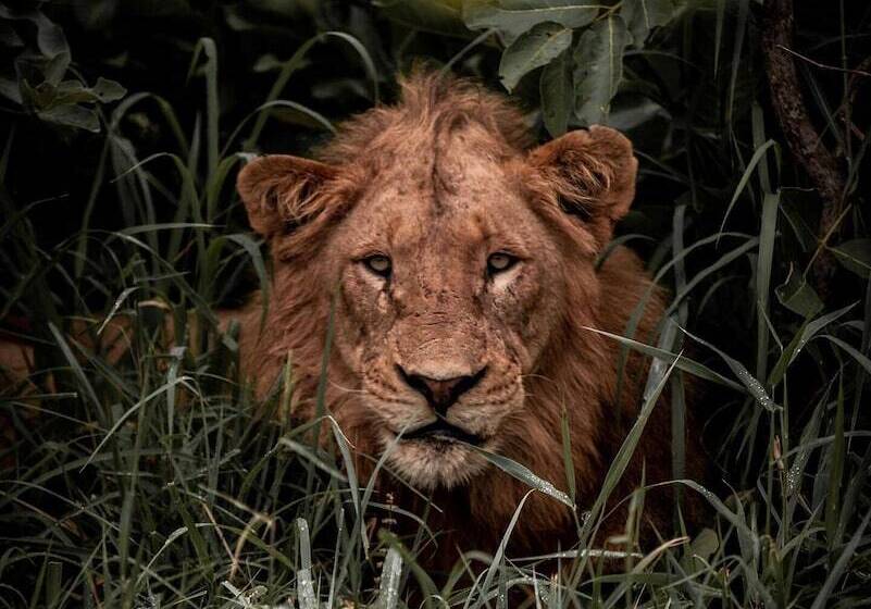 ホテル Honeyguide Khoka Moya Camp