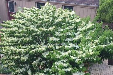 مبيت وإفطار Weller Haus Bed, Breakfast & Event Center