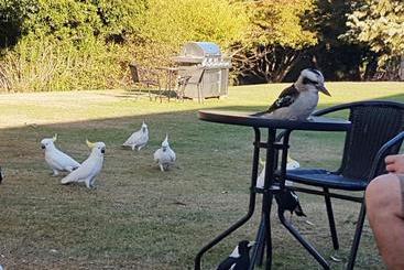 בית מלון כפרי Eildon Parkview Motor Inn