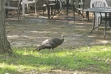 ホテル Maurrocks Bed & Breakfast