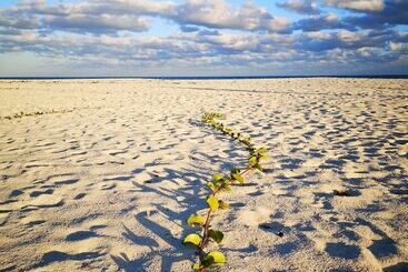 Coral Beach Hotel And Condominiums