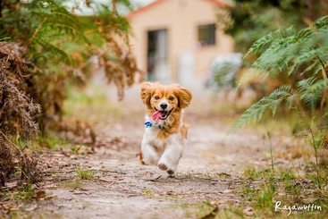 Countrywide Cottages