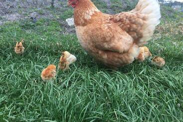 בית מלון כפרי Heritage Farm