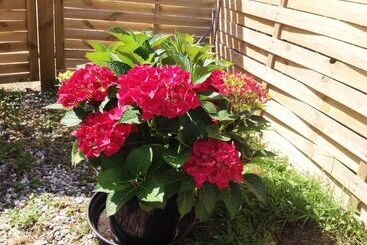 Pensão Hine Bakke Bed And Breakfast