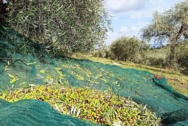 Aamiaismajoitus (B&B) Rocca Degli Olivi