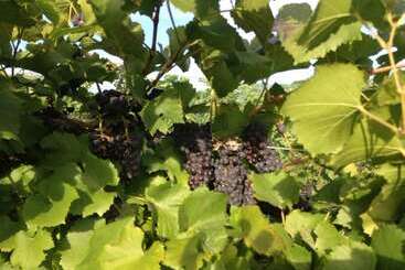 Szálloda Lakeside Lodge And Suites