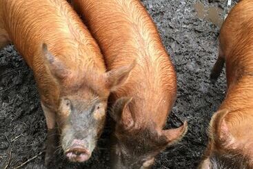 פנסיון Higher Trenear Farm B&b