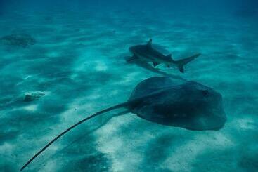 בית פרטי Poerani Moorea