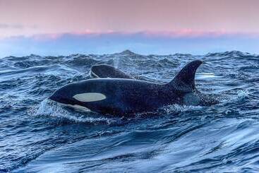 Отель Aurora Glamping By The Whales