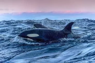 Otel Aurora Glamping By The Whales