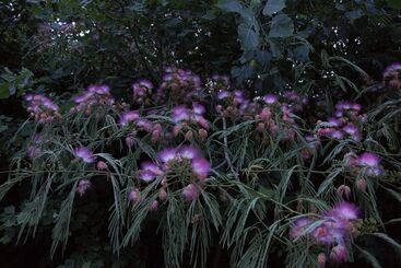 צימר Makanda Inn