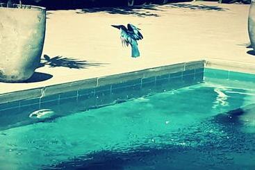 Bed and Breakfast Villa South