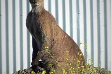 Apartamentos turísticos Gilligan S Kangaroo Island