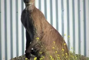 ツーリストアパートメント Gilligan S Kangaroo Island