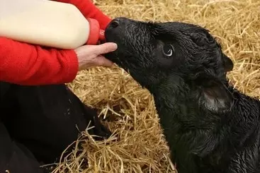 Hotelli Fairfield Inn & Suites By Marriott Fair Oaks Farms