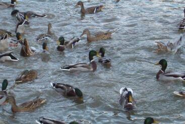 Yedigoller Hotel & Restaurant