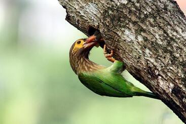 펜션 Mahaweli Shades