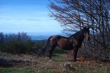 בית מלון כפרי Tenuta Selvaggia