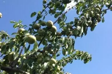 Maaseutuhotelli Quinta Da Pereira E Enricas Agro Turismo