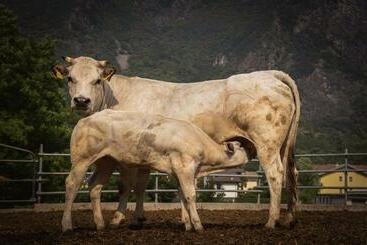 Отель Agriturismo La Campagnola