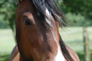 ホテル Agriturismo La Finca