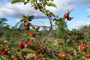 Majatalo Swedish Idyll