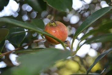 بنسيون The Tree