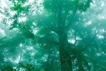 ריוקאן Bunano Sato Shirakamikan