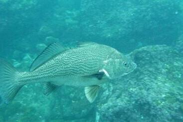 アパートホテル Cabañas Hostel Aquario Papudo