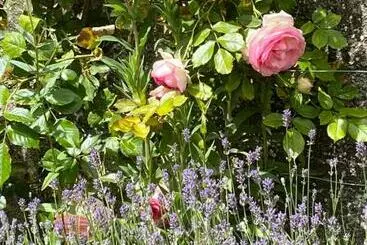 Bed and Breakfast Chambres D'aumont