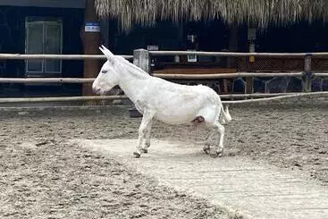 ホテル Rancho Ecoturistico El Faro