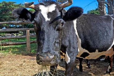 فندق The Stables