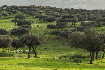 Отель Baldio Grande